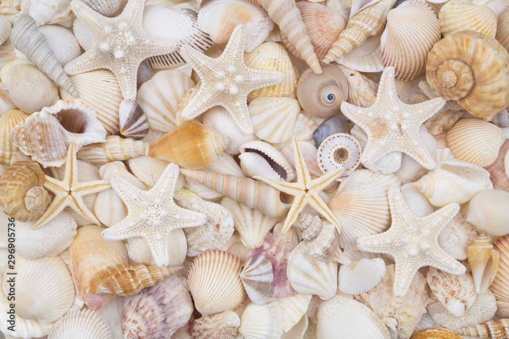 Many amazing seashells, coral and starfishes mixed Many amazing seashells, coral and starfishes mixed