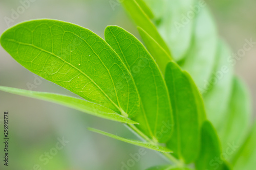 the leaf in nature abstract background, the nature background, plant in nature