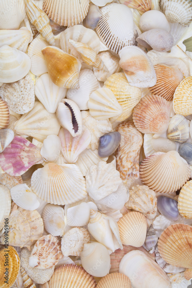 Seashells background, many sea shells piled together