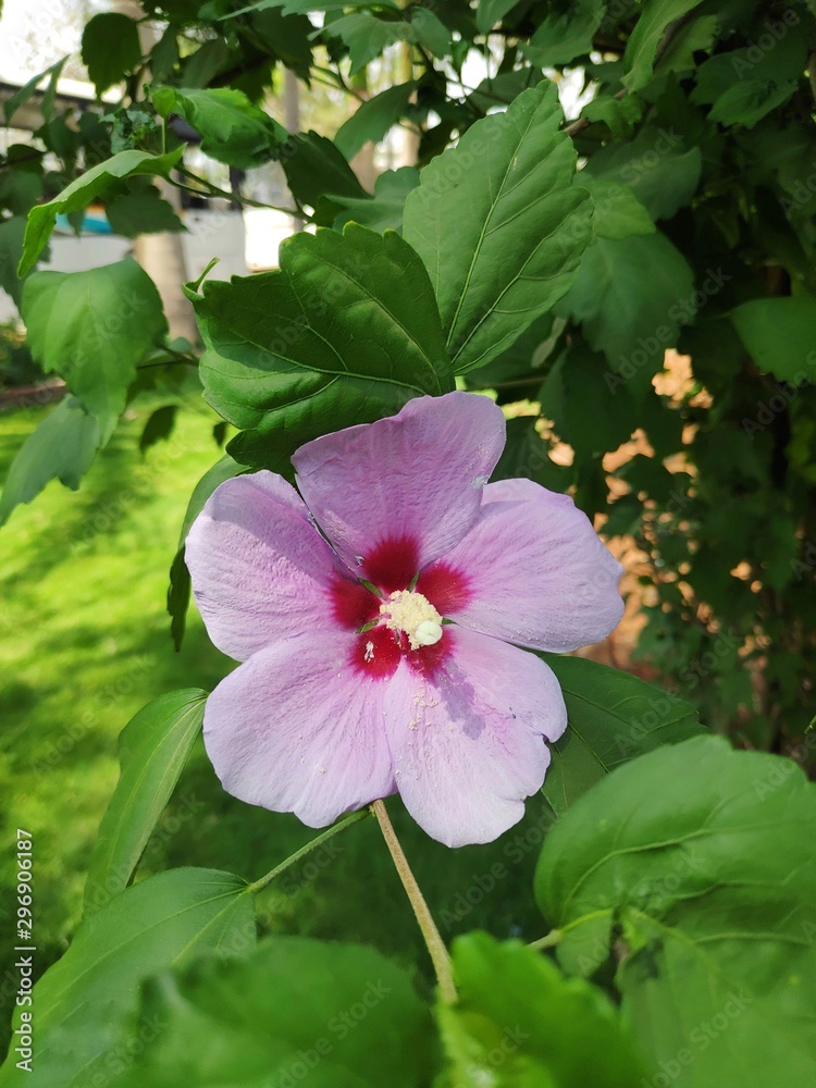 Pink flower Pink flower