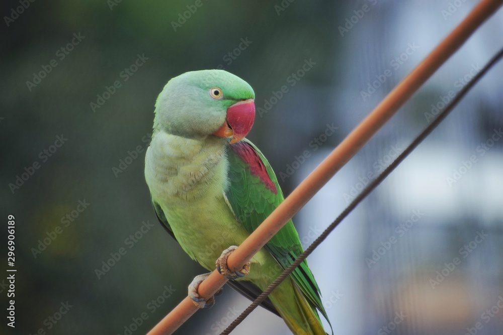 Obraz premium Parrot taking rest