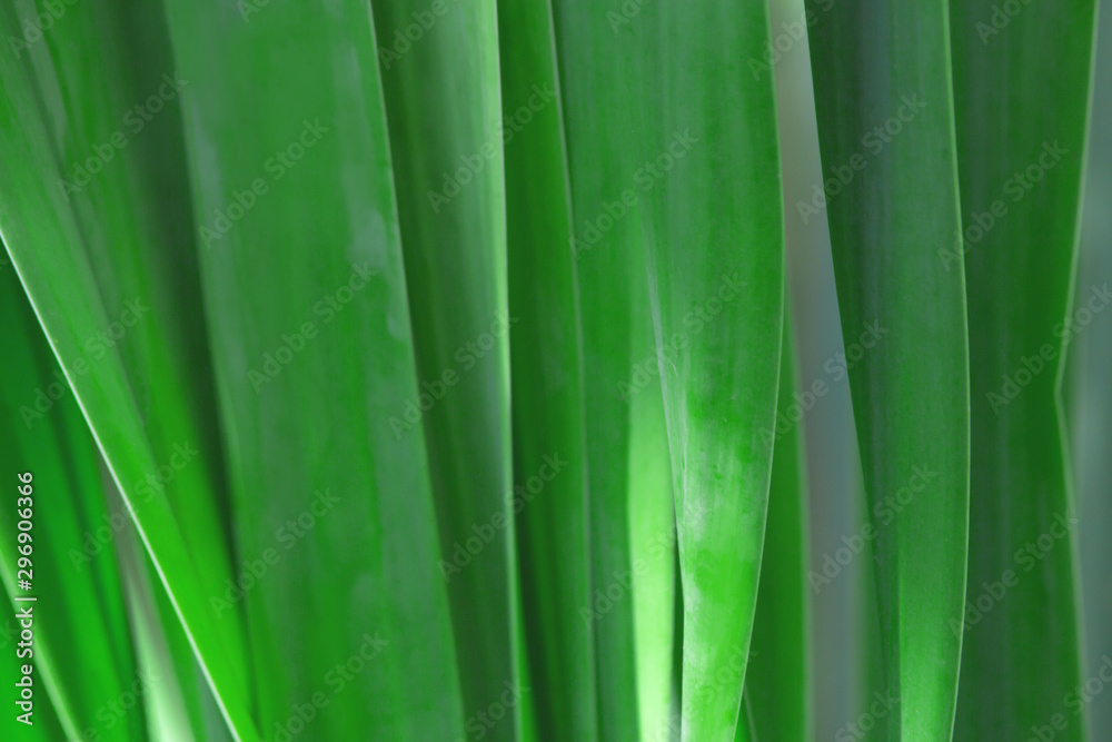 the leaf in nature abstract background, the nature background, plant in nature the leaf in nature abstract background, the nature background, plant in nature