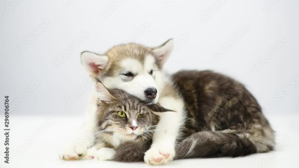 Alaskan malamute puppy hugging adult maine coon cat. Alaskan malamute puppy hugging adult maine coon cat.