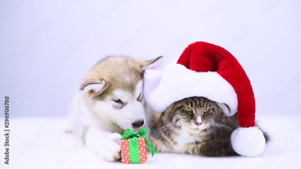 Alaskan malamute puppy  with gift box and funny adult maine coon cat in red christmas hat. 