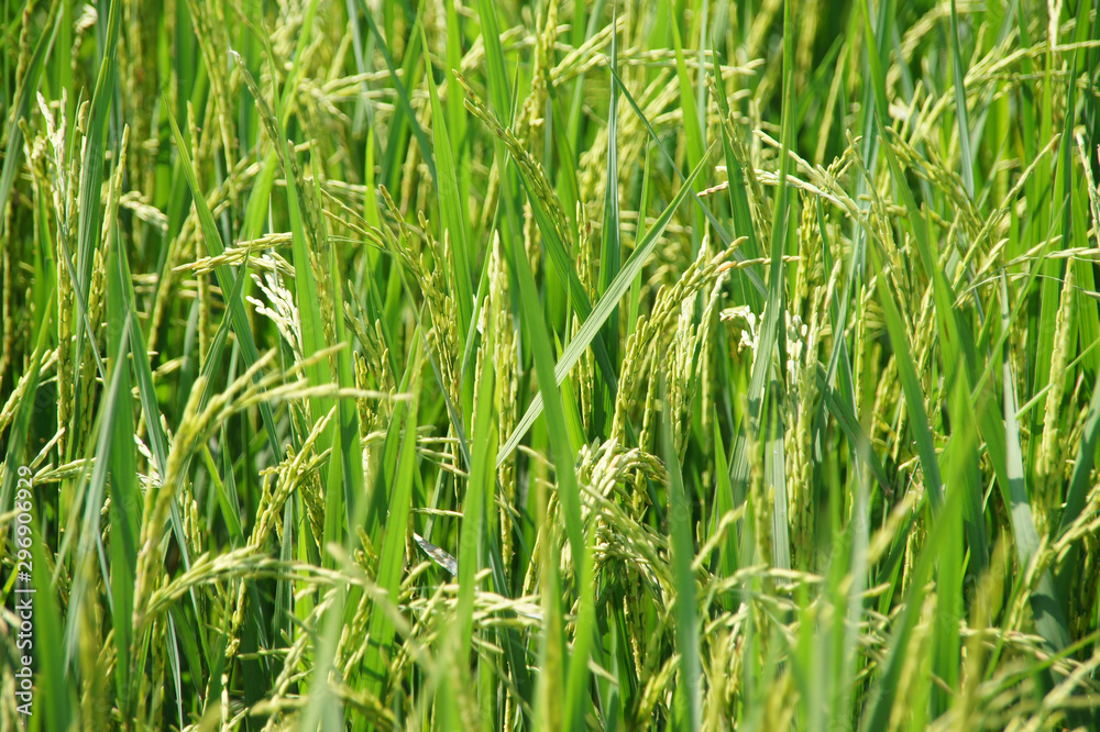 green tree with yellow seeds ready to harvest, background images green tree with yellow seeds ready to harvest, background images