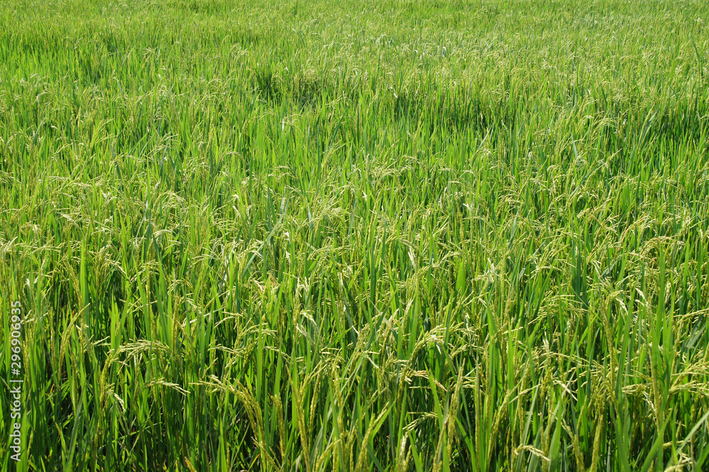 green tree with yellow seeds ready to harvest, background images