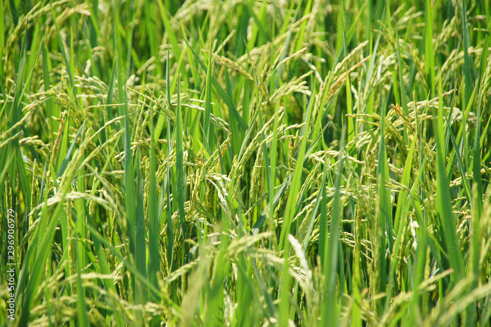 green tree with yellow seeds ready to harvest, background images green tree with yellow seeds ready to harvest, background images