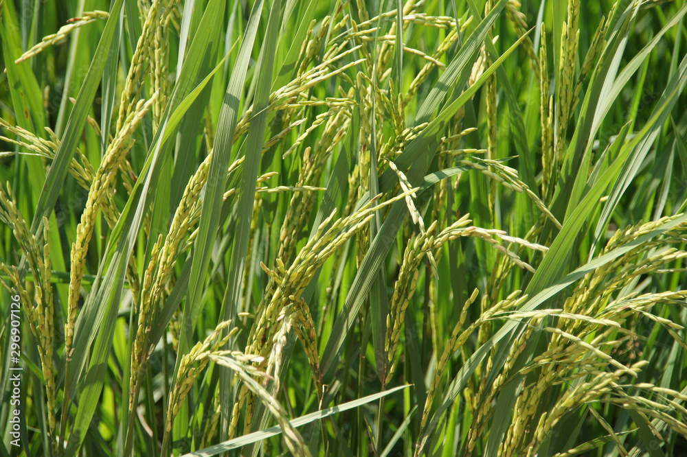 green tree with yellow seeds ready to harvest, background images green tree with yellow seeds ready to harvest, background images