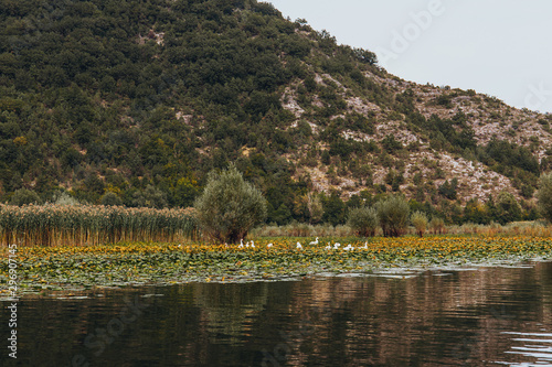 Wild birds in Lake Skadar National Park in Montenegro