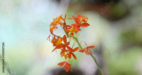 closeup of a beautiful orchid (Epidendrum) photo