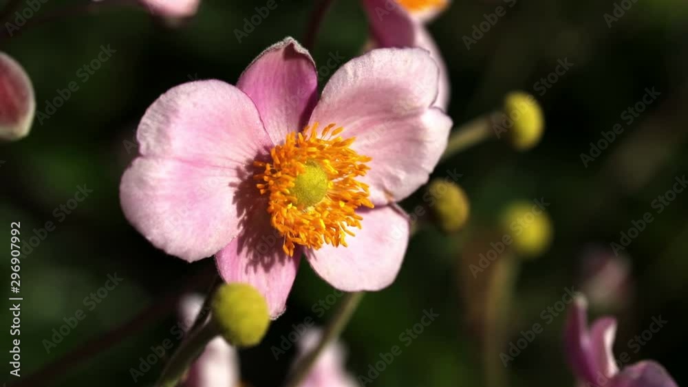 Blüten - Kamerafahrt Blüten - Kamerafahrt