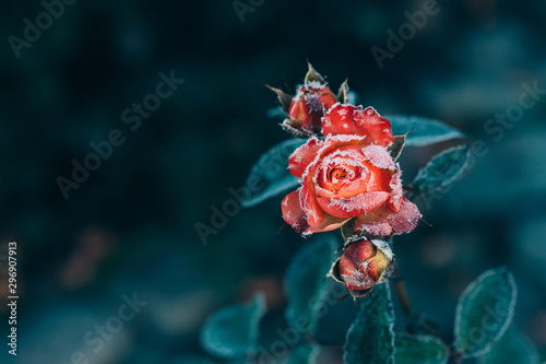 Frozen roses after night frost in autumn, nature background photo