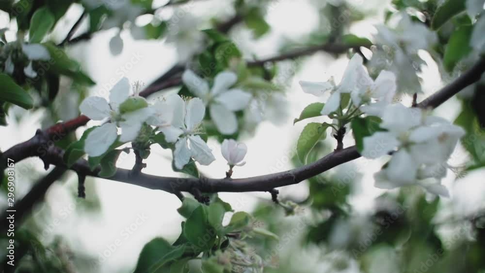 Spring, blooming apple tree, slow motion. Blooming fruit tree. Spring, blooming apple tree, slow motion. Blooming fruit tree.