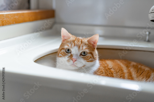 洗面台に入って遊ぶ茶白ネコ