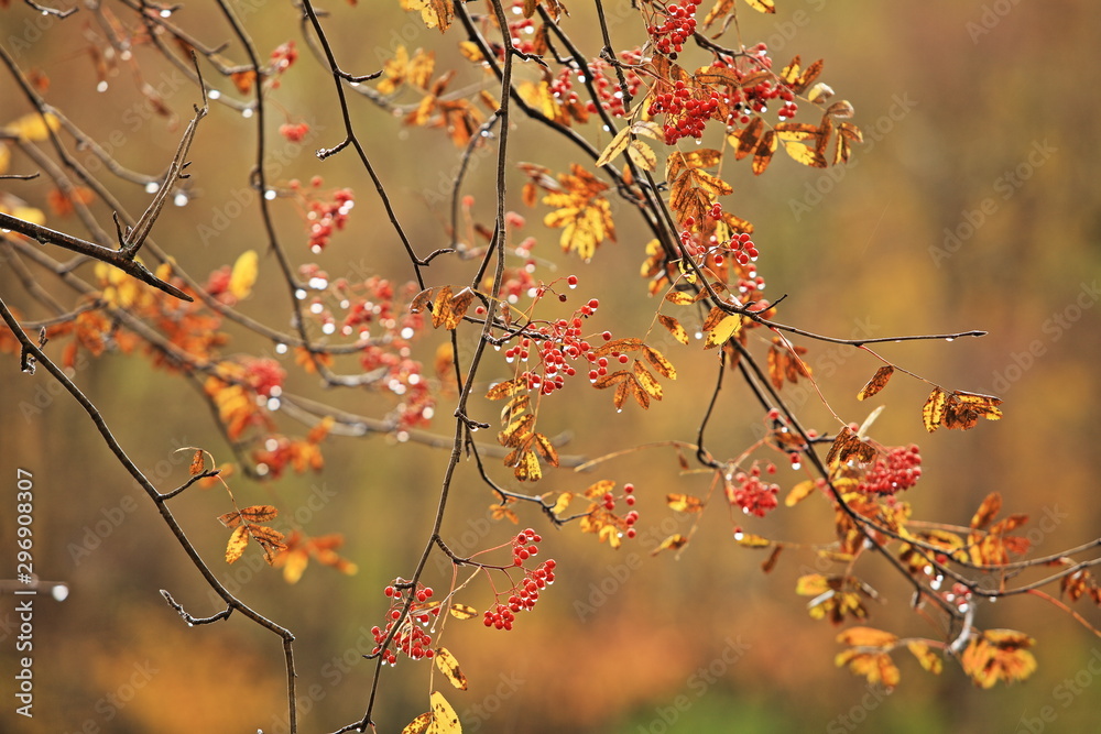 raindrops on red rowan berries, autumn rainy weather raindrops on red rowan berries, autumn rainy weather