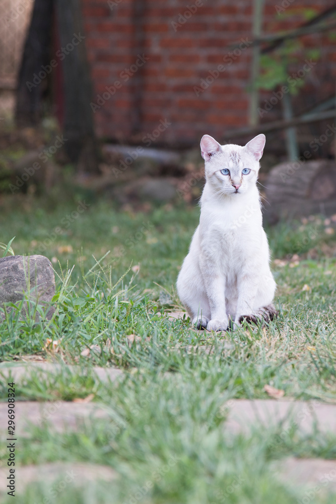 Fototapeta premium Gray-white cat outdoors in the garden