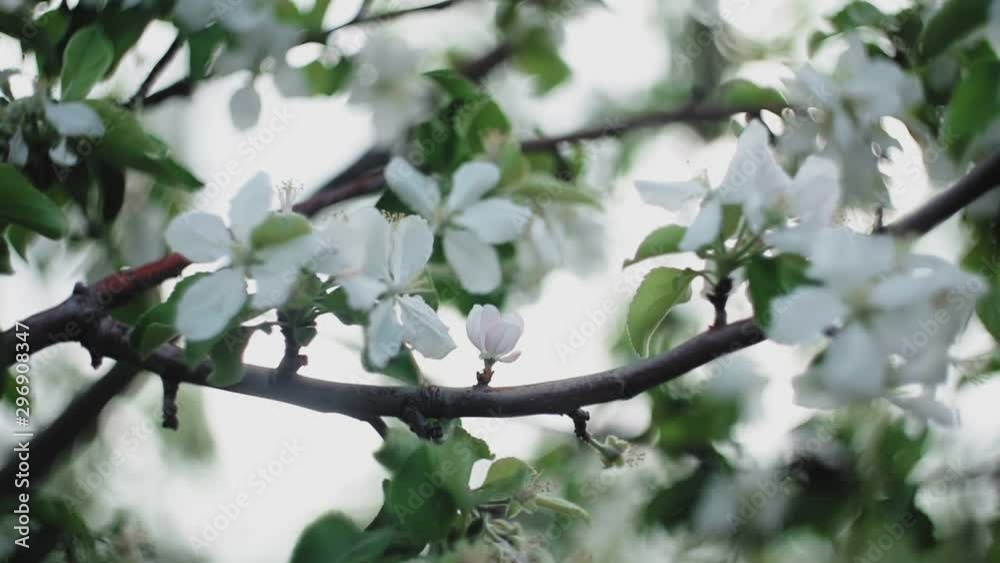 Apple twig with flowers and a bud. Apple twig with flowers and a bud.