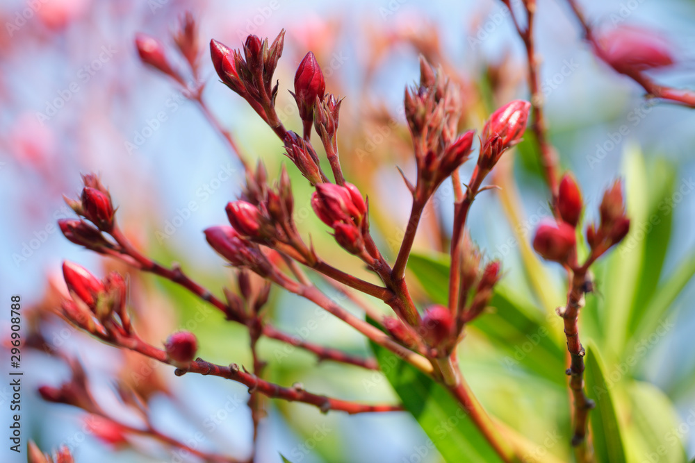 Oleander Oleander