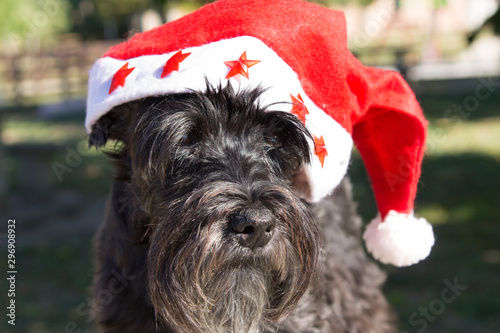 dog with santa claus hat © tetxu