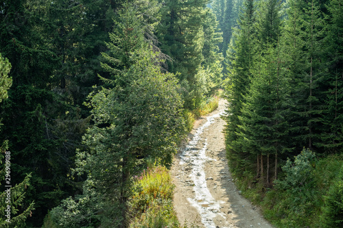 Walking track, hiking, pine tree forest, green nature, Balkans,, Bulgaria, eastern europe, dirt track