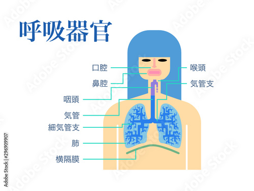 白バックに日本語で各部位の名称が記載された呼吸器官のシンプルなイラスト