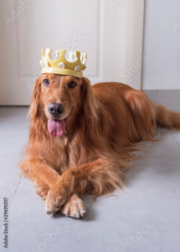 Golden Retriever wearing a crown made of grapefruit