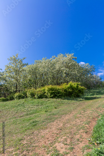 Outdoor spring blooming Sophora japonica flowers and blue sky，Sophora japonica Linn.