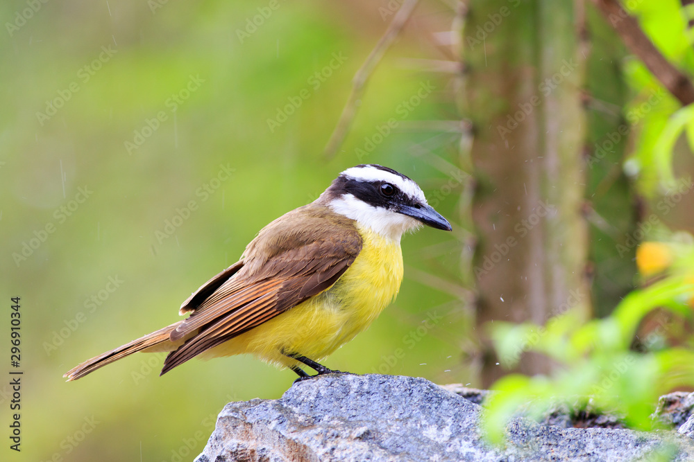 Lesser Kiskadee standing on a small rock with raindrops against a natural green background, Pantanal, Mato Grosso, Brazil.. Lesser Kiskadee standing on a small rock with raindrops against a natural green background, Pantanal, Mato Grosso, Brazil..
