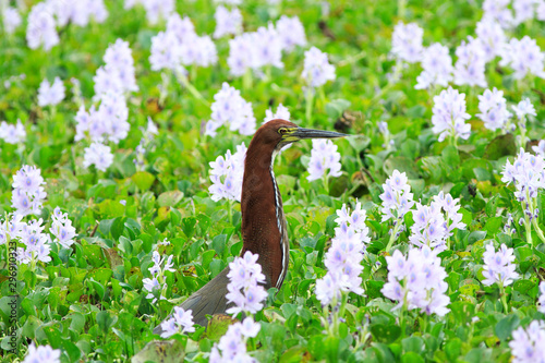 Rufescent-Tiger Heron  Tigrisoma lineatum  sitting amongst the Brazikian wetland which is filled with purple wild hyacinth flowers
