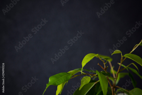 leaves on black stone background