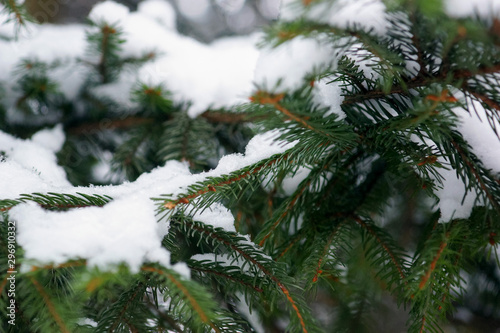 green  young spruce branch in the snow closeup