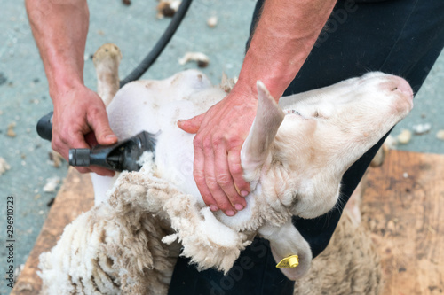 Фотография sheep farmers shearing their sheep