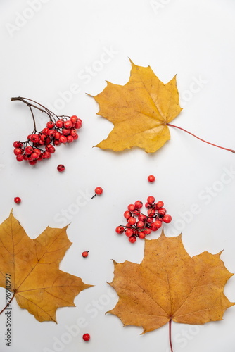 maple leaves and Rowan berries on a white background