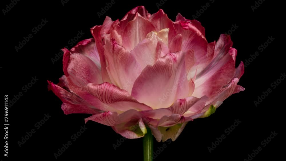 Timelapse of a pink Tulip blooming on a black background close-up. 4K Timelapse of a pink Tulip blooming on a black background close-up. 4K