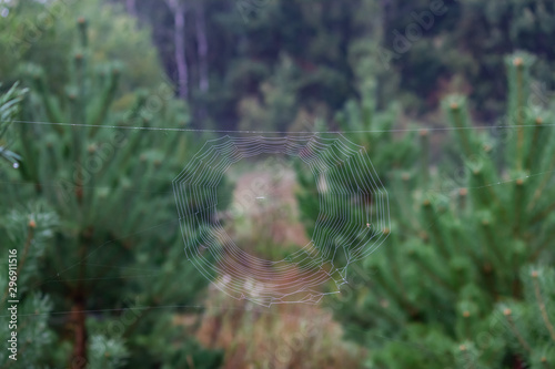Spider web on a background of green forest.