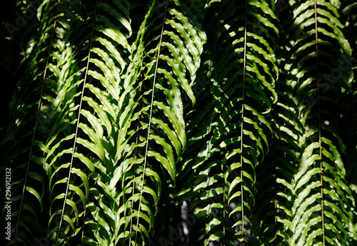 ferns leaves green foliage natural floral fern background in sunlight.