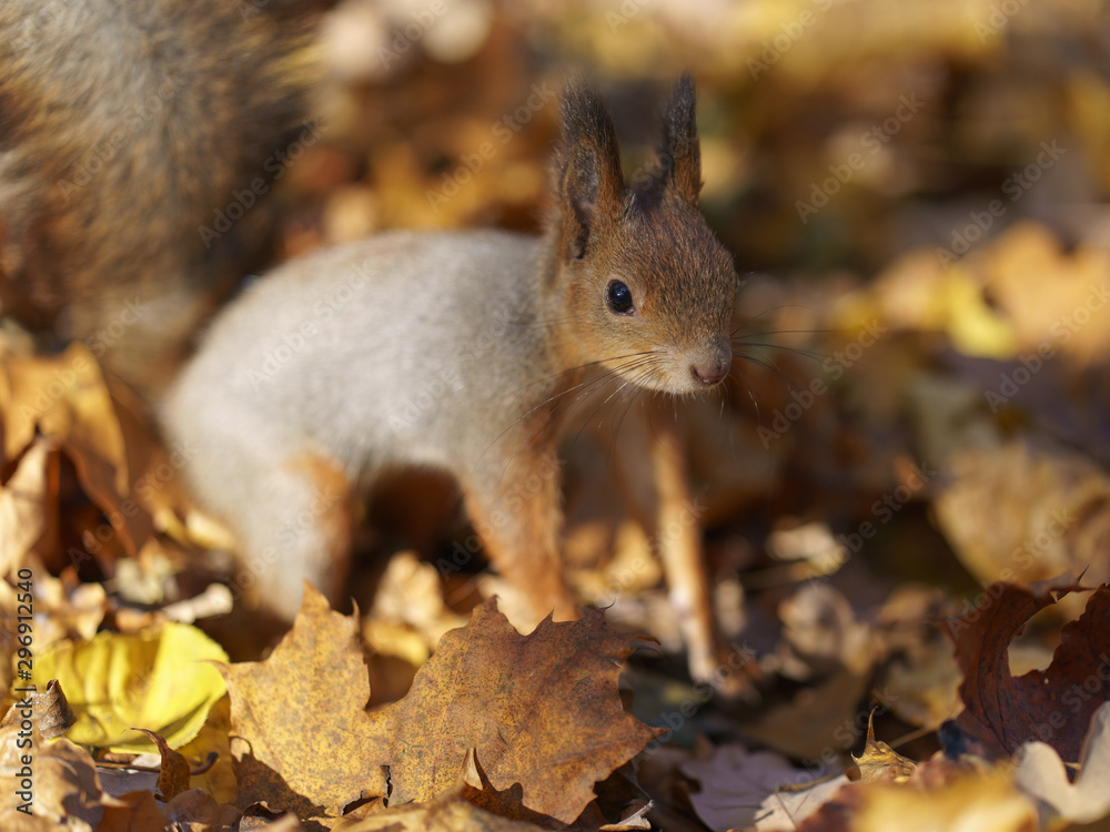 Portrait of a little funny squirrel baby in the park in sunny autumn day. Squirrel begging nuts. The beauty of nature. Portrait of a little funny squirrel baby in the park in sunny autumn day. Squirrel begging nuts. The beauty of nature.