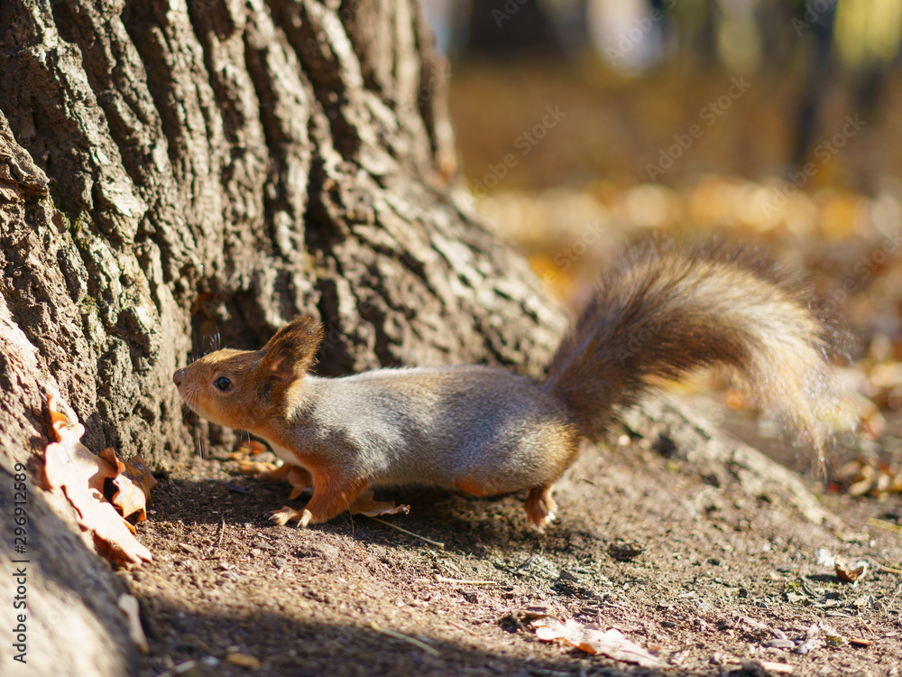 Photography of a little funny squirrel baby sniffing something in the park in sunny autumn day. The beauty of nature.