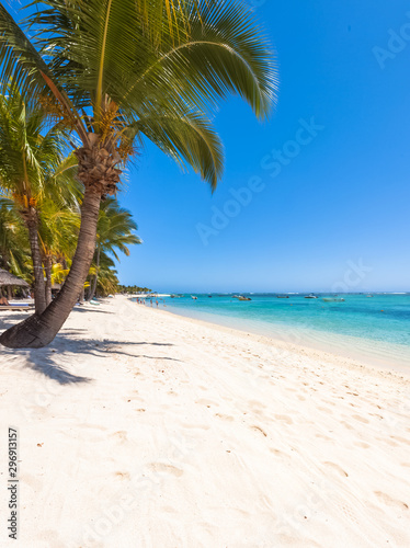palm tree on the beach, Mauritius 