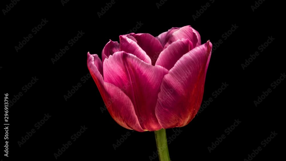 Timelapse of tulip flower blooming on black background Timelapse of tulip flower blooming on black background