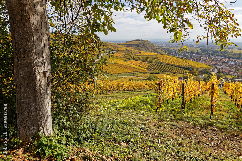 A view of the landscape over the vineyards of Alsace