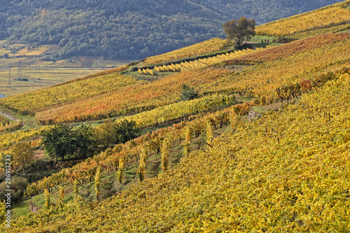 Landscape of Alsace vineyards near Turckheim