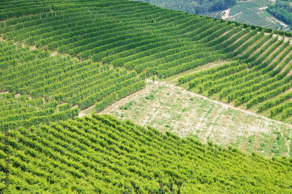 langhe viticoltura vigneto-giardino