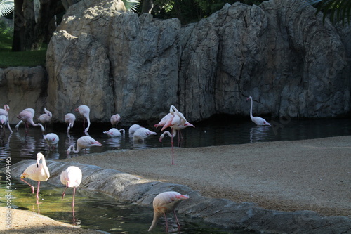 Wallpaper Mural flock of flamingos Torontodigital.ca