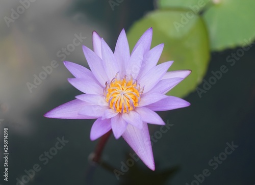 Close up a purple lotus popped up above water in the pond.