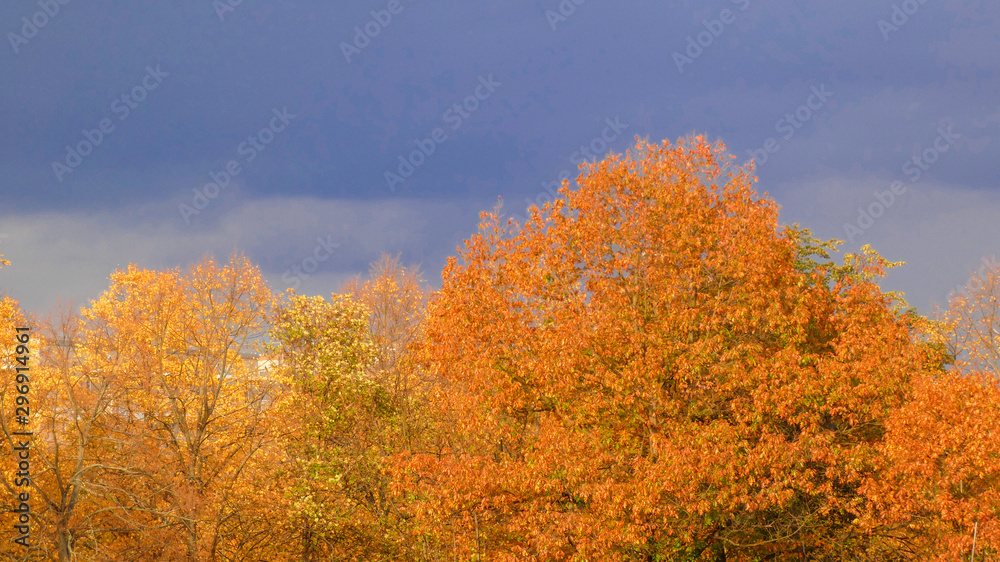 Fototapeta premium Herbstliche Impressionen