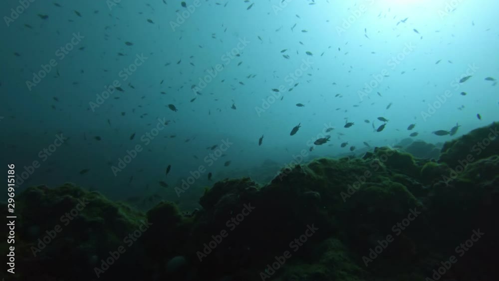 Large coral reef against the water surface