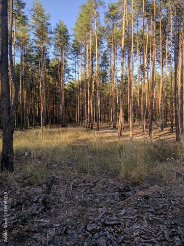 forest in autumn