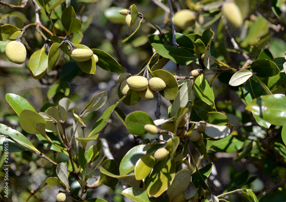 Black mangrove fruit, avicennia germinans branches Stock Photo | Adobe ...