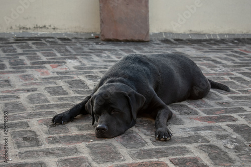 Konstfotografi Sleeping Labrador